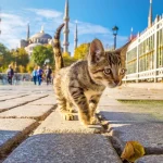 Travel to Turkey with Your Cat