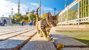 Travel to Turkey with Your Cat