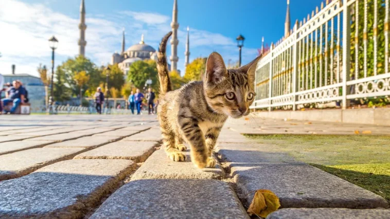 Travel to Turkey with Your Cat